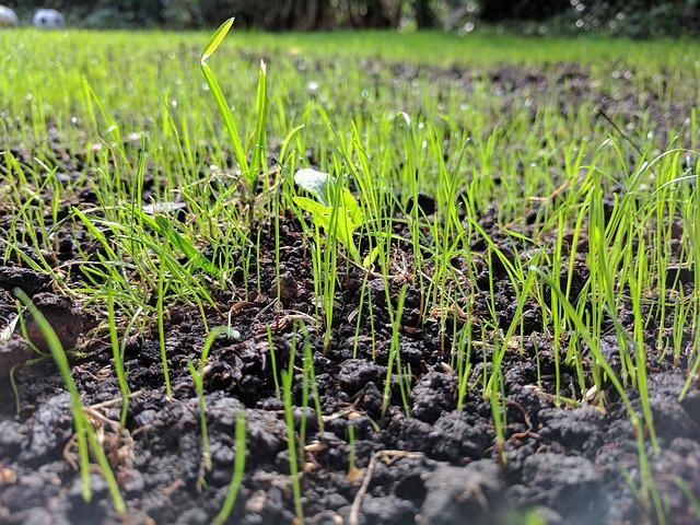 How To Plant Bermuda Grass Seed
