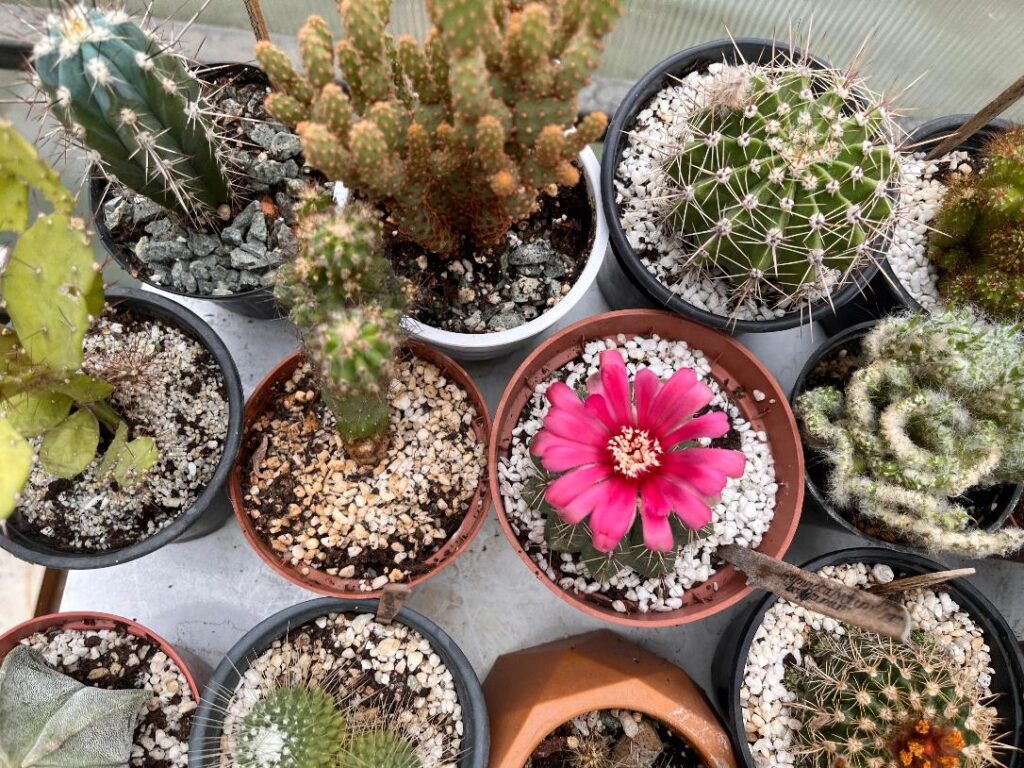 how to propagate cactus