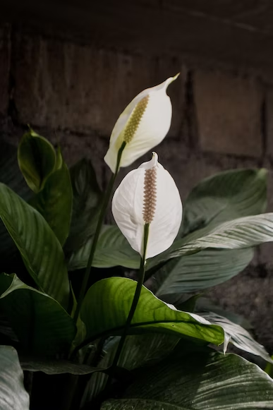 how to revive a dying peace lily