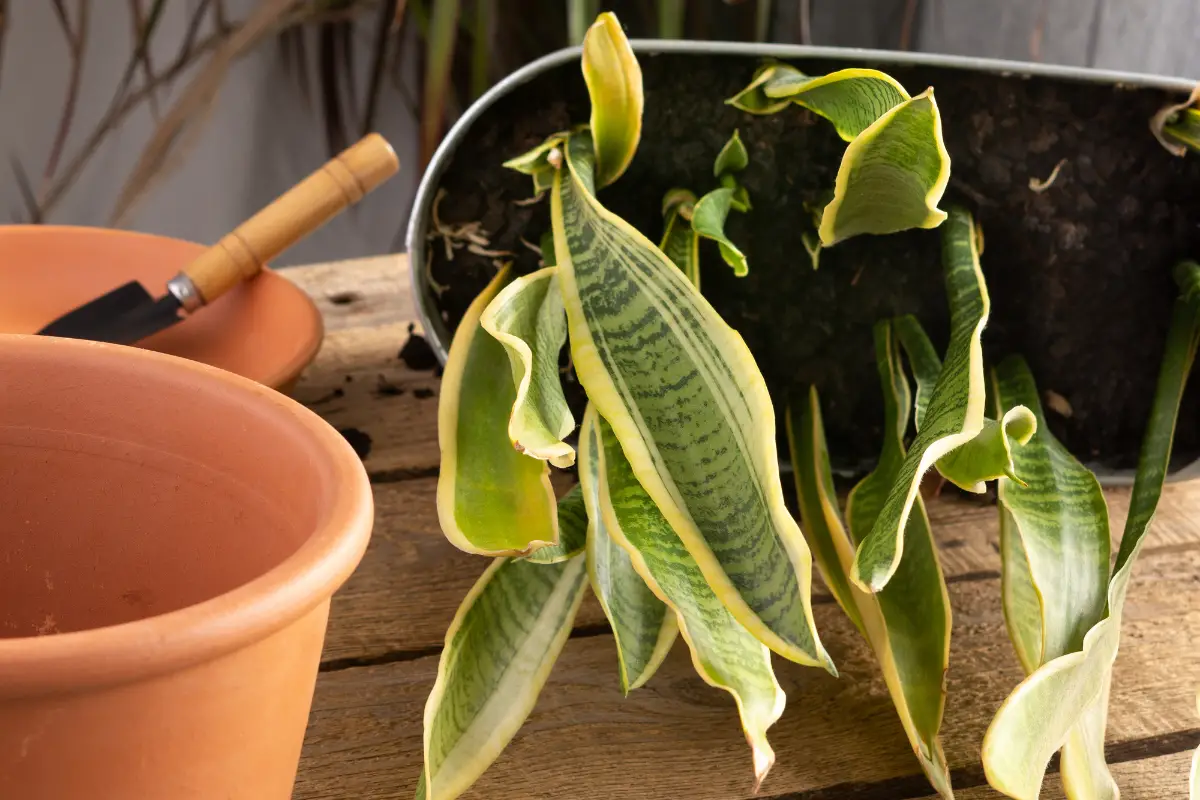 how-to-revive-a-dying-snake-plant-step-by-step-guide