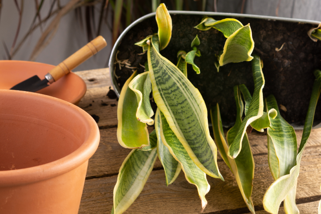 how to revive a dying snake plant