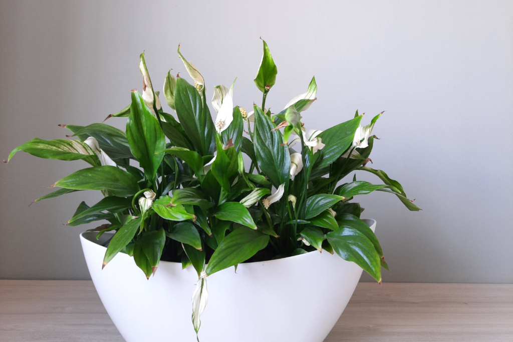 how when where and why to trim or prune your peace lily