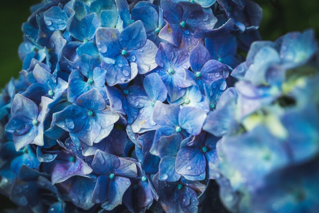 hydrangea how to save from turning brown