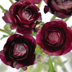Burgundy Flowers: Stunning Varieties For Your Garden