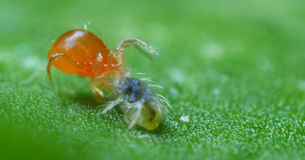 Spider mites on houseplants