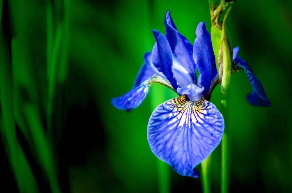 Blue Iris