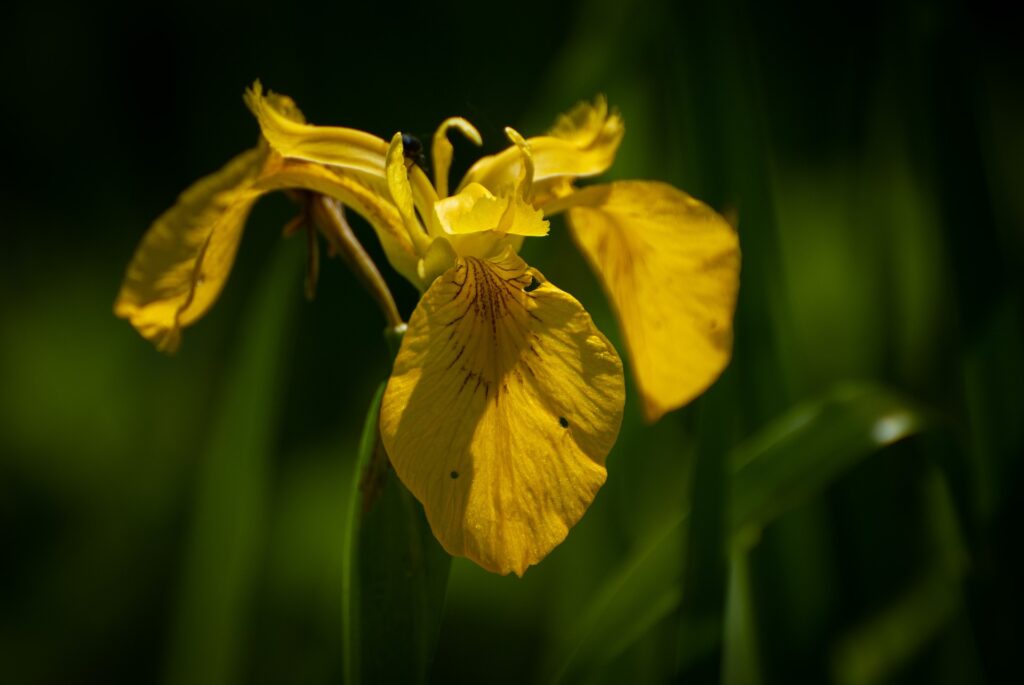 Yellow Iris