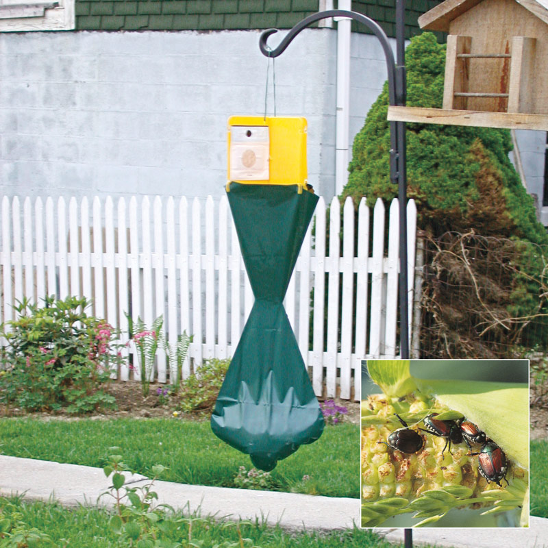 Japanese beetle trap pest control