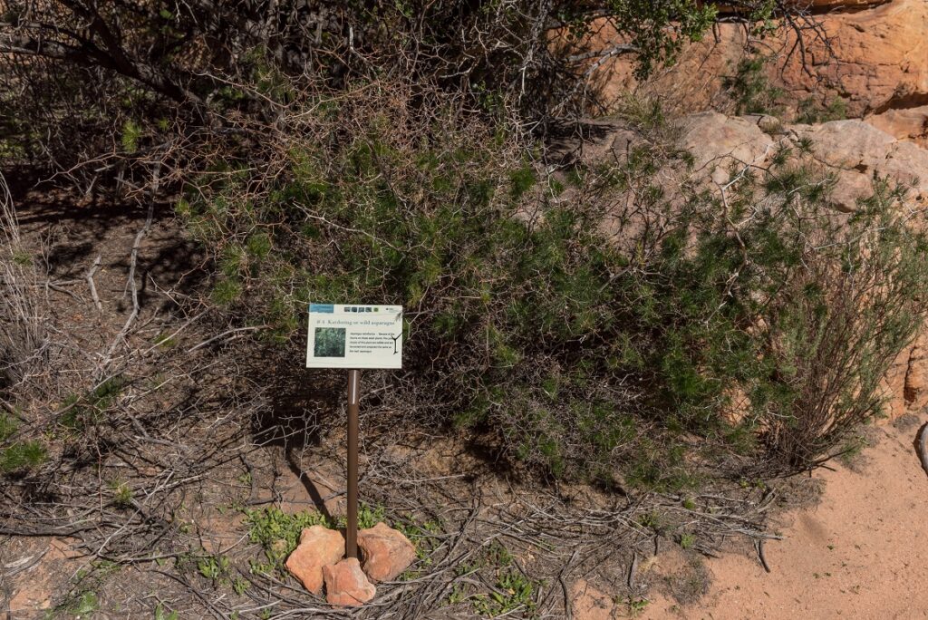 Asparagus Capensis 