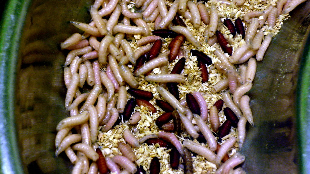 Learn how to kill maggots with bleach
