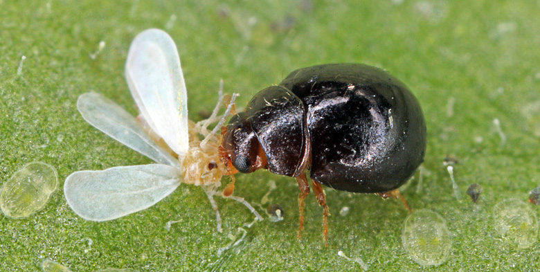Ladybug attacking whitefly