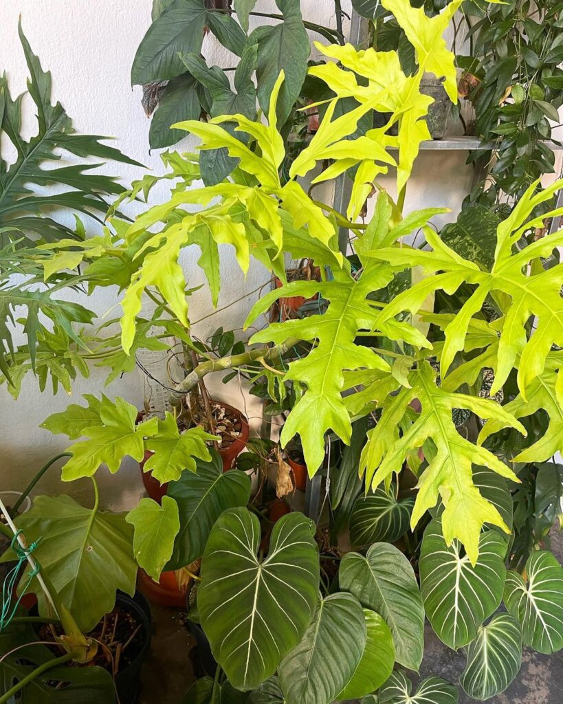 Landscaping tips for Philodendron Warscewiczii