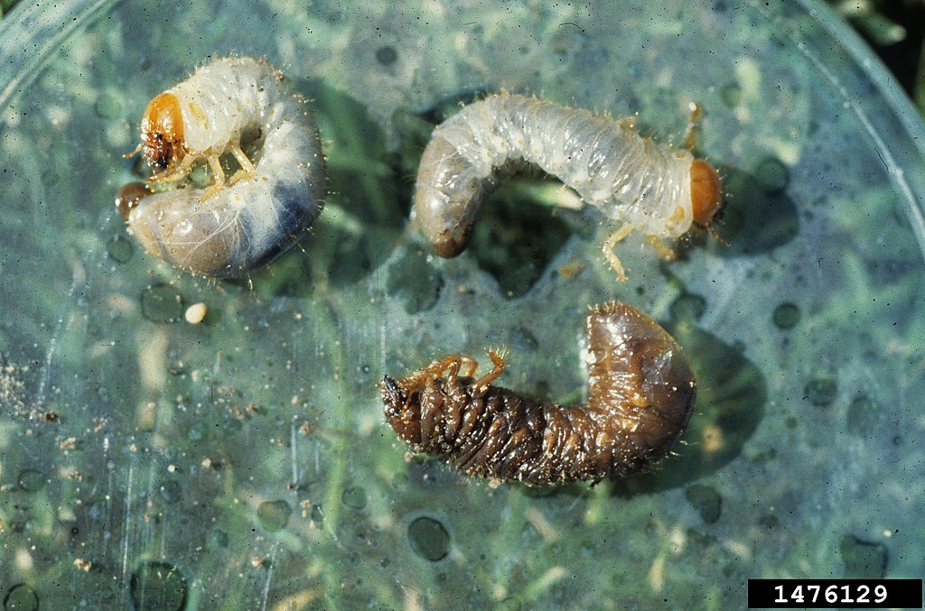 Healthy and infected larvae
