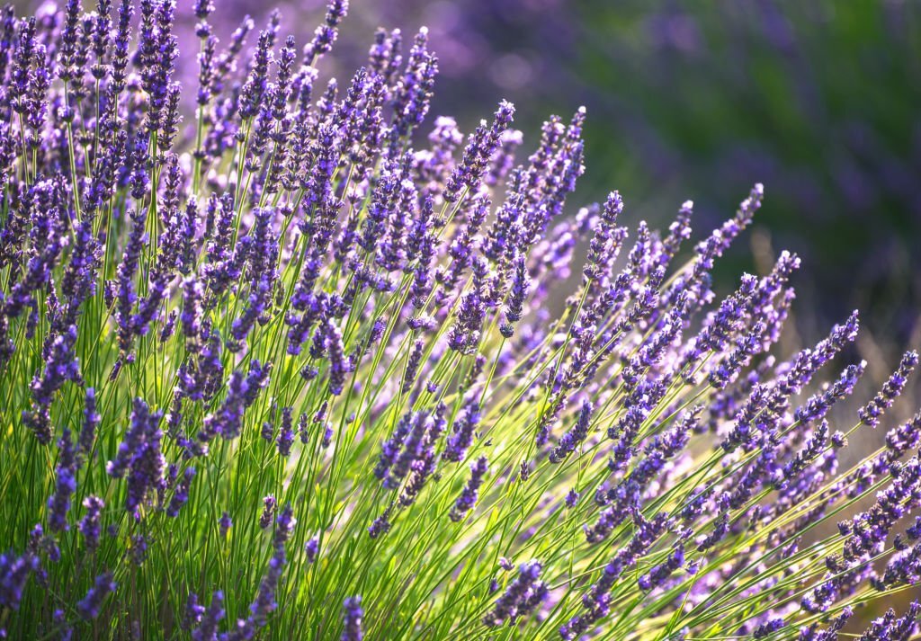 Lavender companion plants