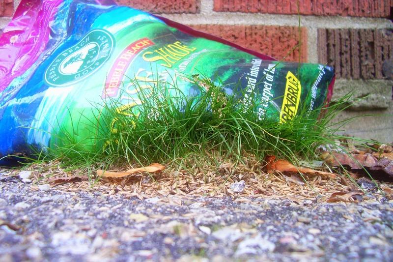 Lawn fertilizer schedule