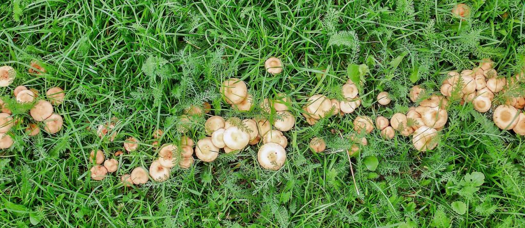 identify and treat common fungal diseases of the lawn