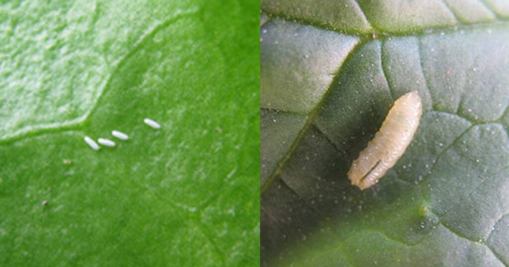 leafminers - types of houseplant bugs