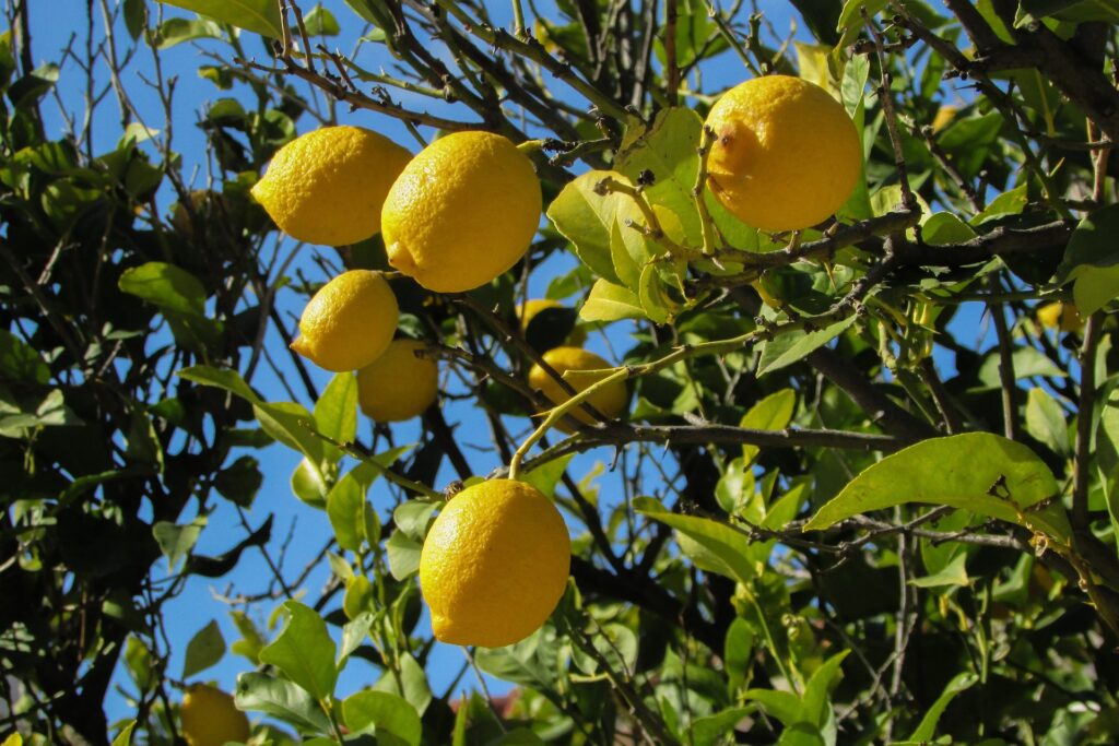 Lovely Lemon Plants