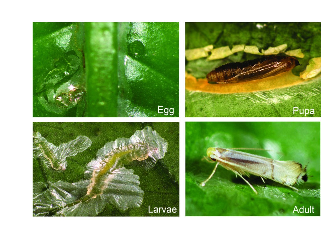 Life stages of leaf miners
