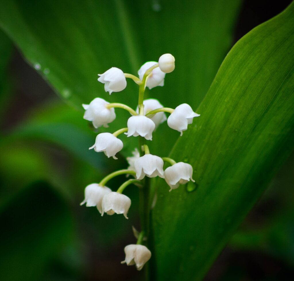 Lily Of The Valley May Birth Flower