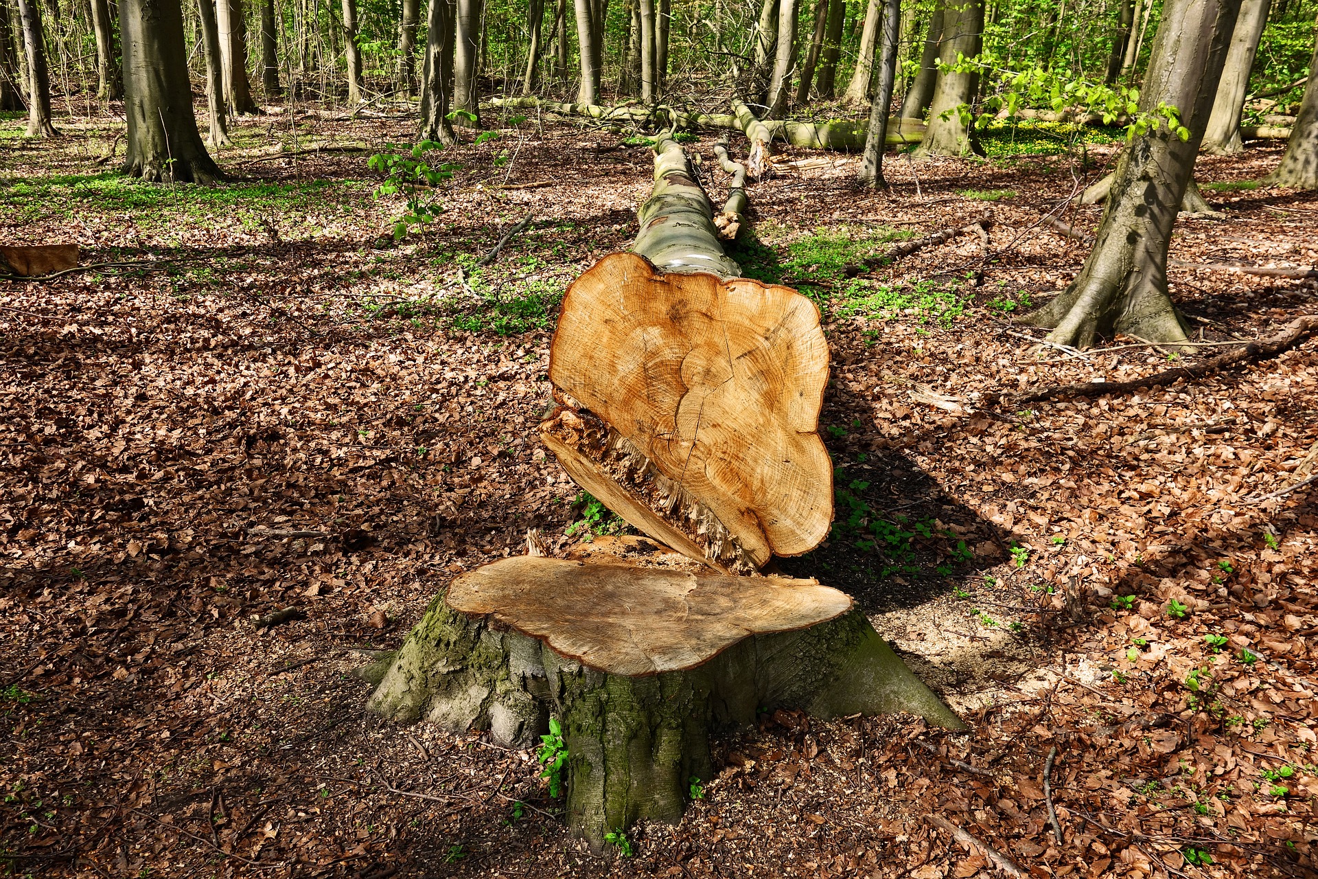 How to Kill Tree Stump for Good: Effective Methods