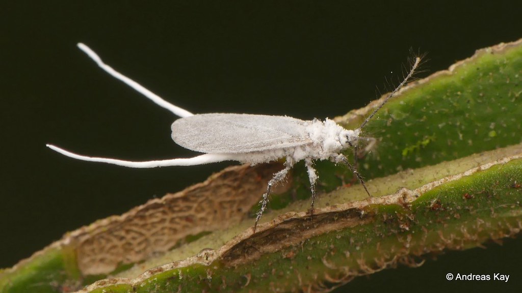 Male mealybug