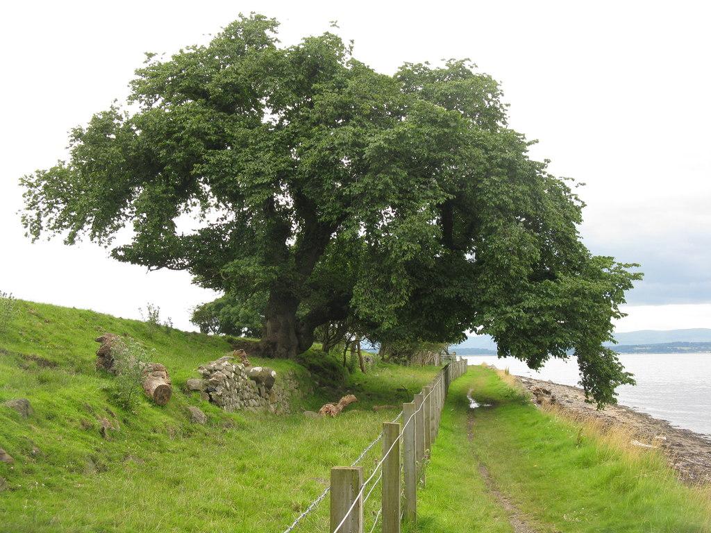 Mature elm tree - types of elm trees