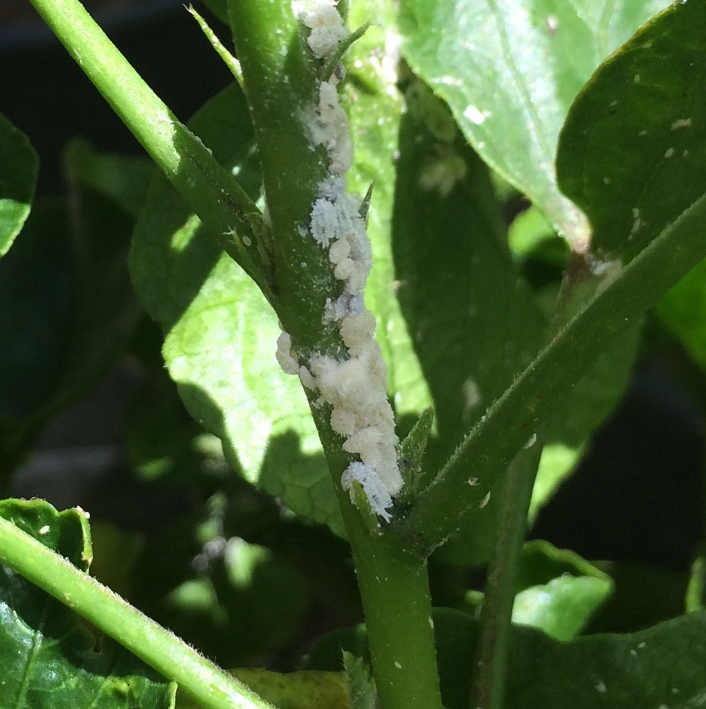 mealybugs infestations