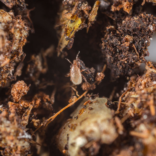 Mite attacking fungus gnat