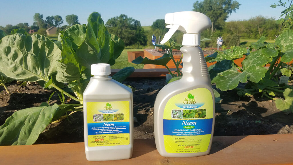 Neem oil spray - Japanese beetle traps