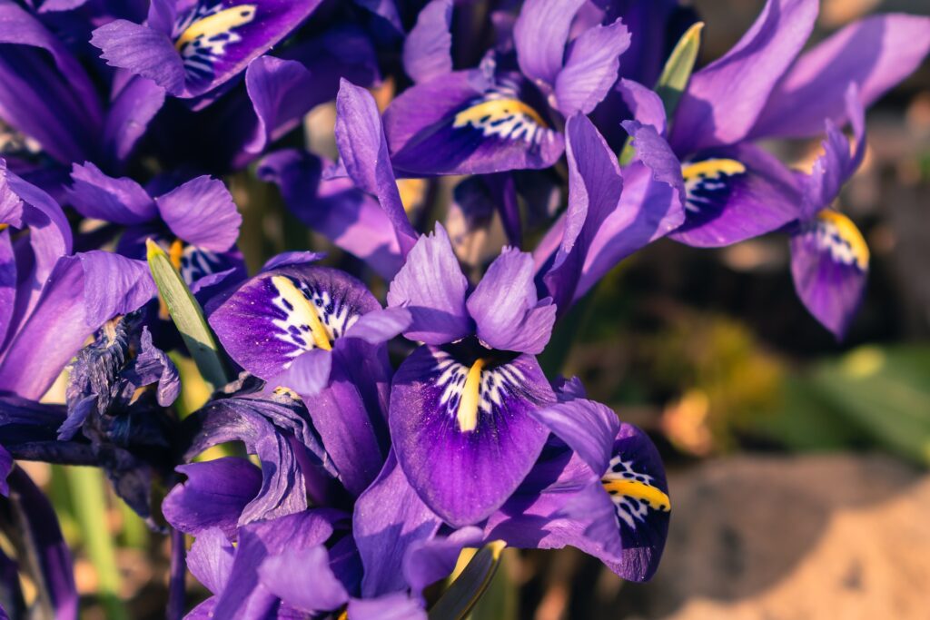 Netted Iris