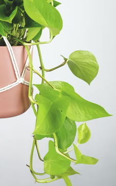 Pothos vs Philodendrons