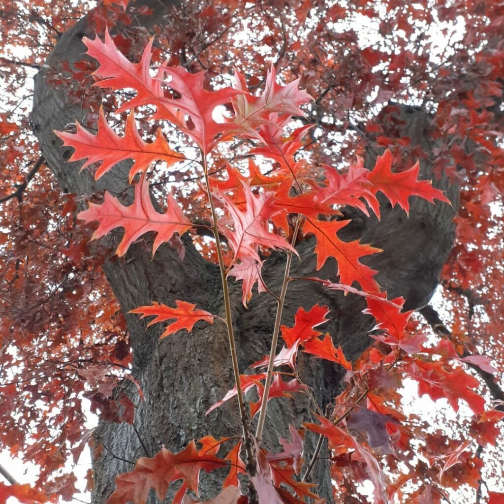 Northern Red Oak - types of oak trees