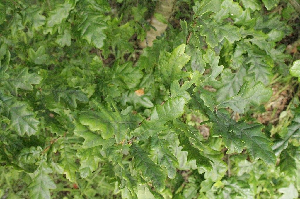 Oak leaves