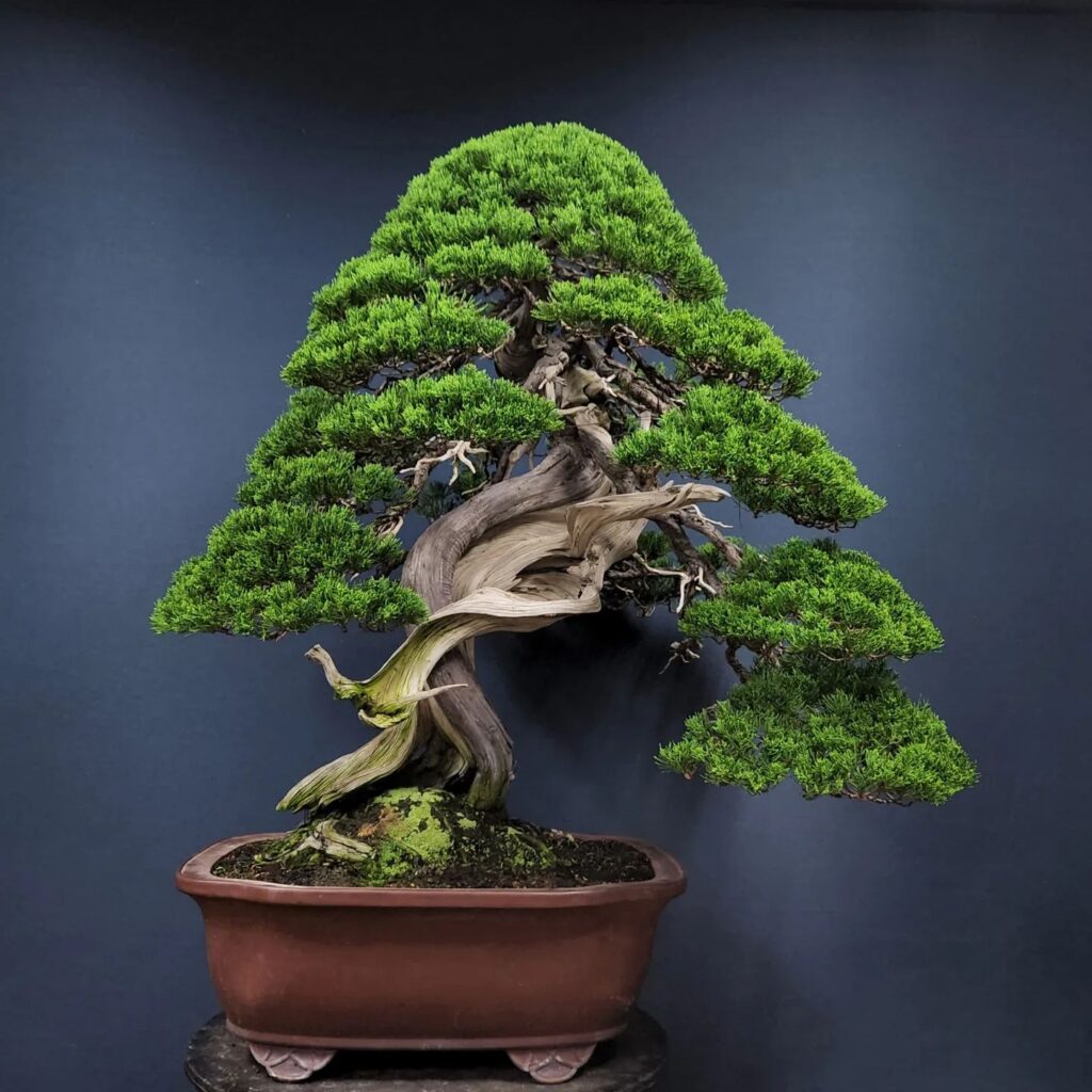 Oldest bonsai tree in the world