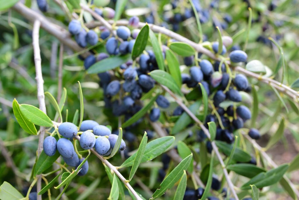 Blue Olives 