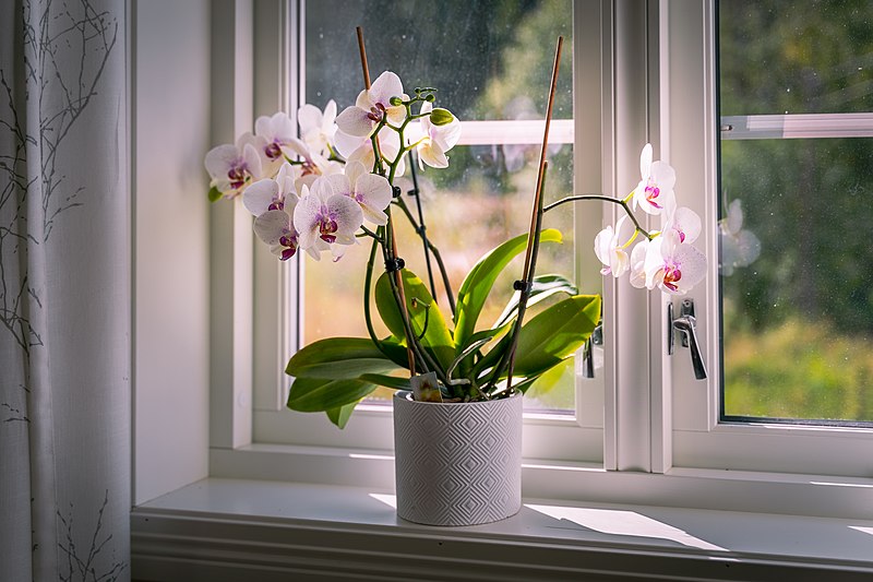 Orchid recovery