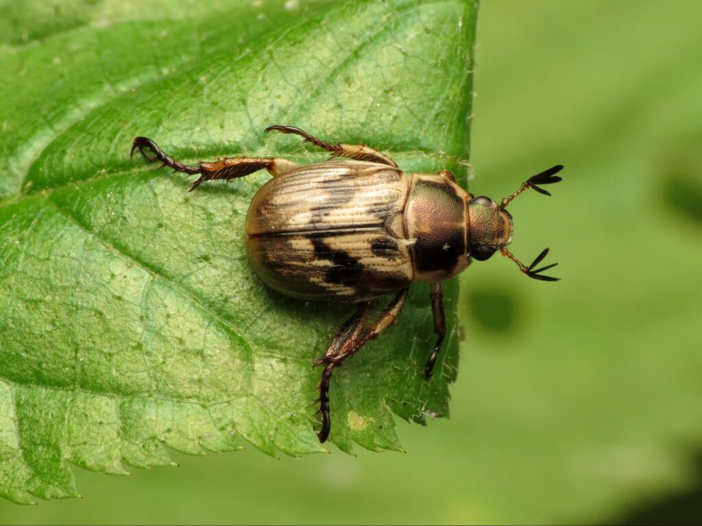 Oriental beetle