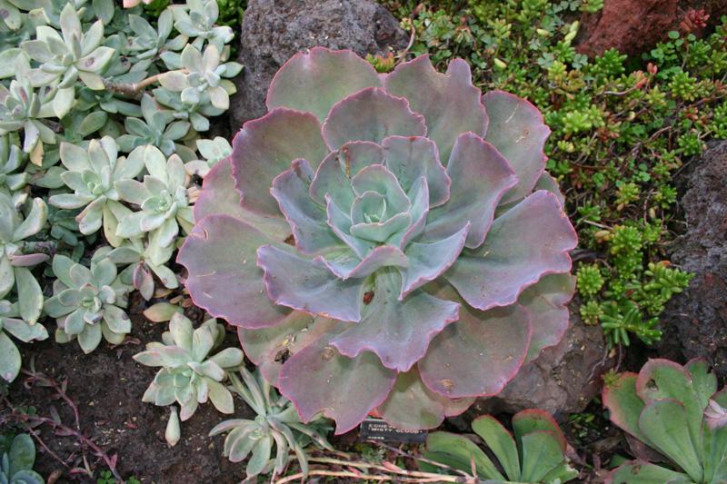 How to water succulent plants outdoors