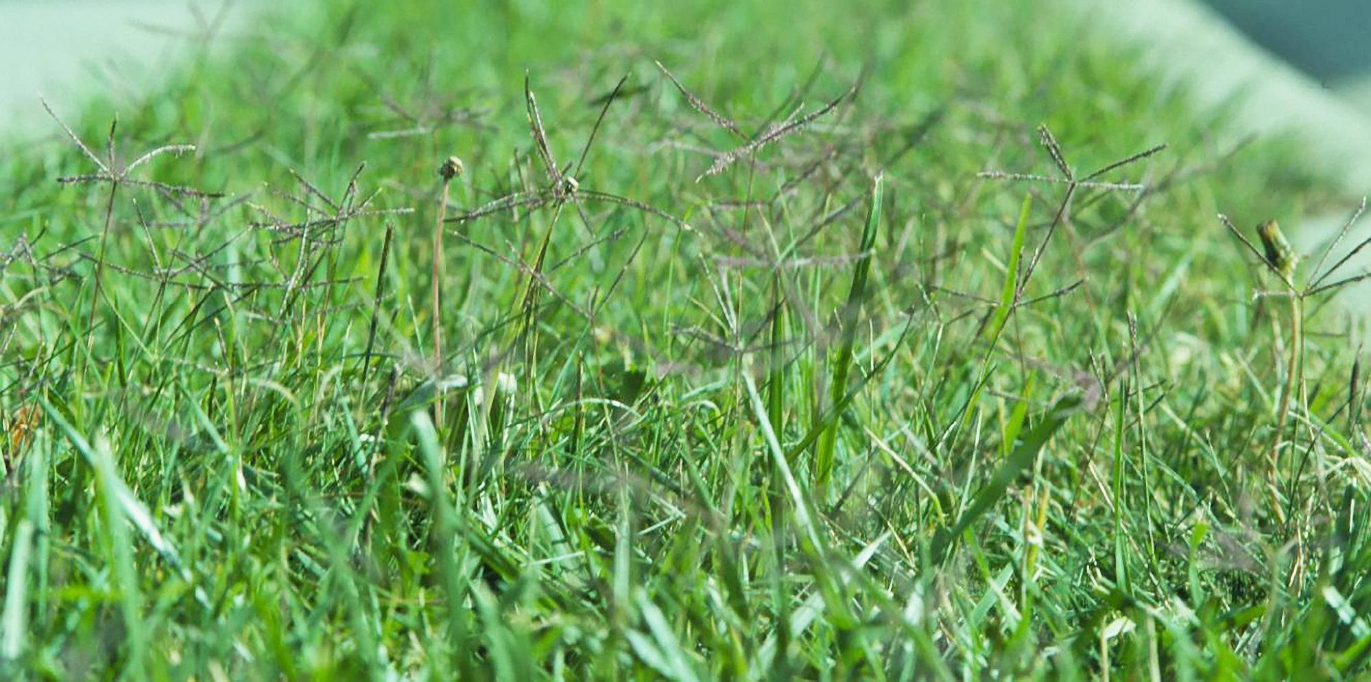 When to Overseed Bermuda Grass Best Timing and Practices