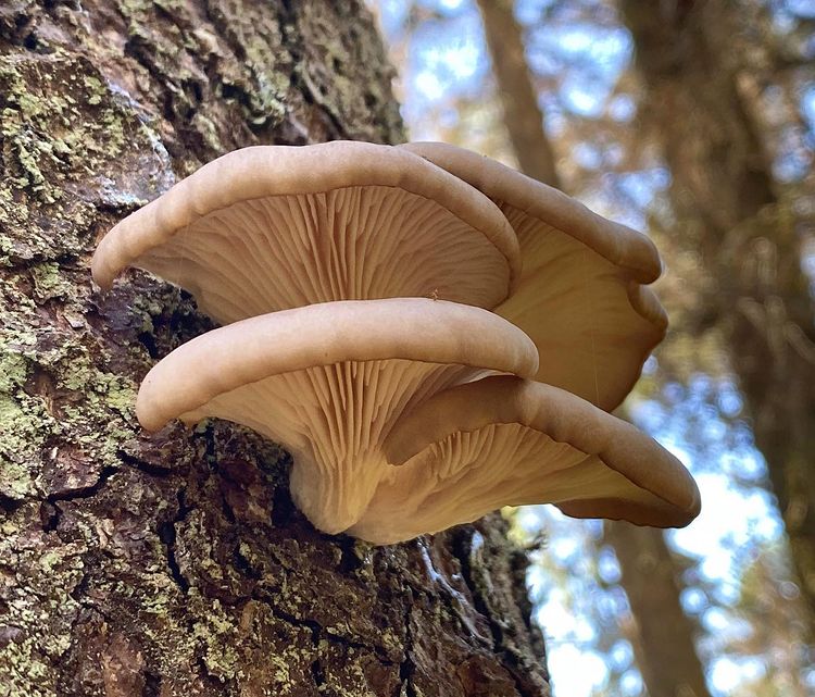 Oyster Mushrooms 