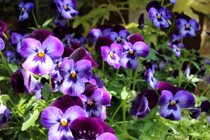 Pansies - flowers by hanging baskets