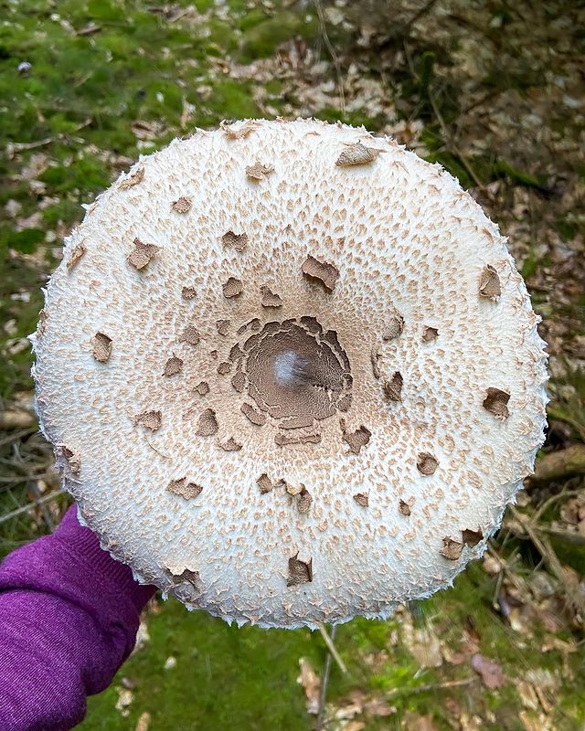 Parasol mushrooms - types of edible mushrooms