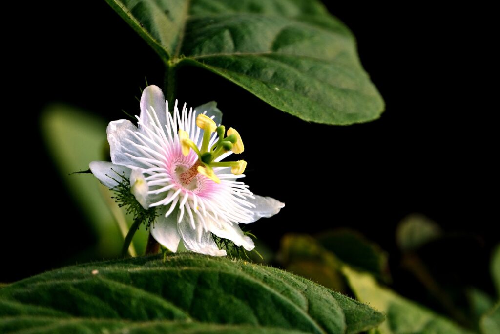 Jamaican Flowers