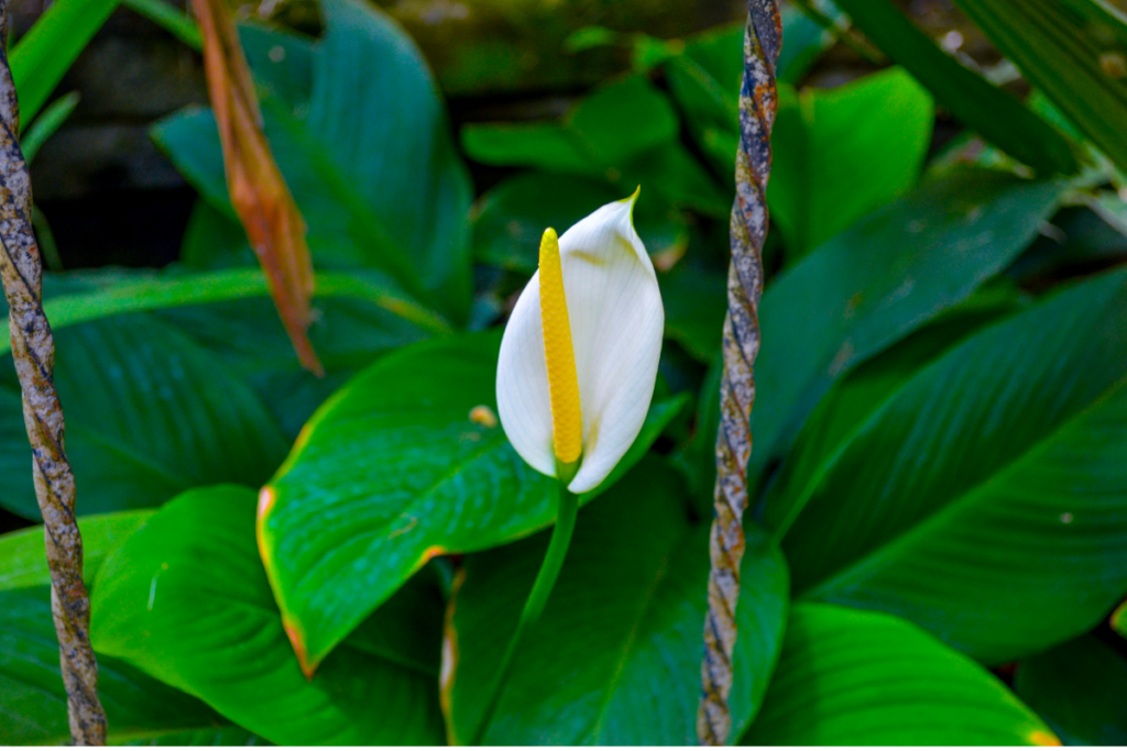 Problem and diseases of peace lily
