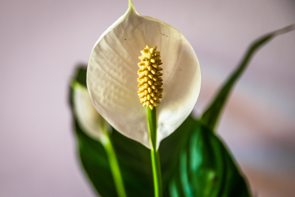 Peace lily seed production