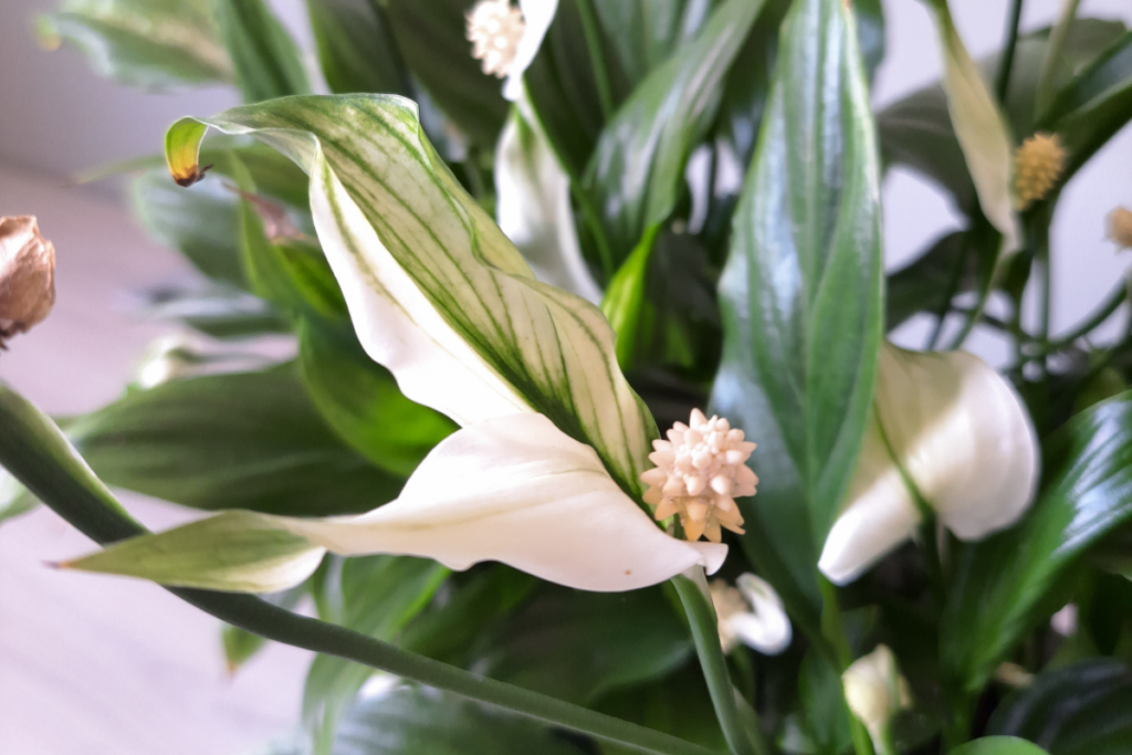 peace lily flowers