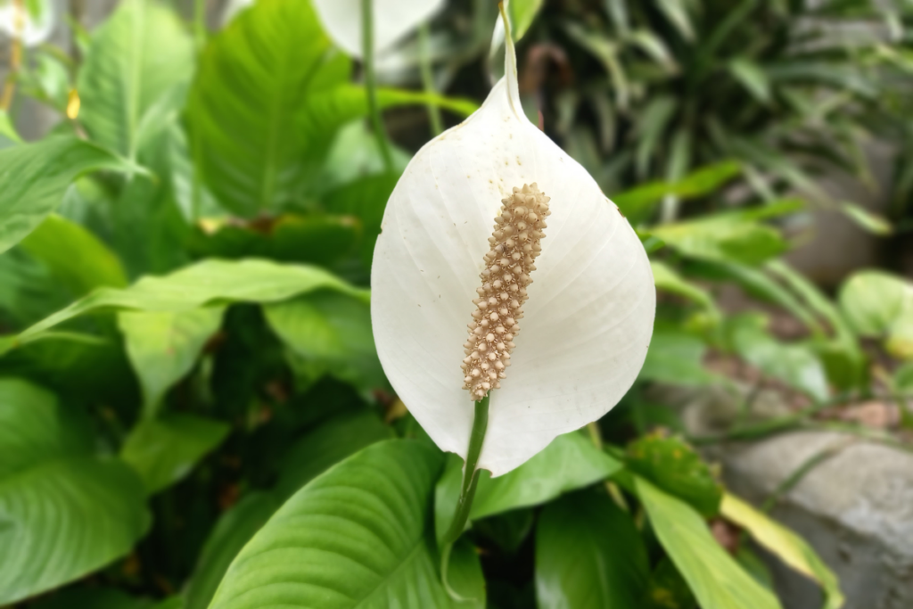 Peace lily meaning and symbolism