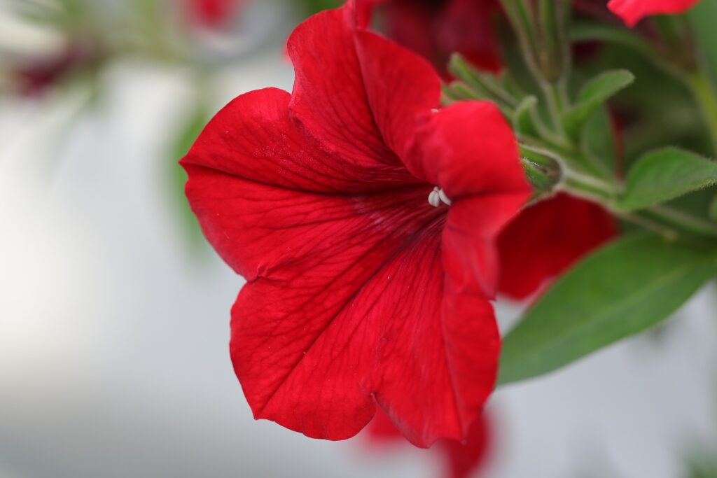 Most Beautiful Red Flowers
