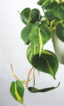 Philodendron New Foliage - pothos vs philodendron